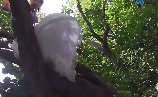 Model Masturbates Under Tree